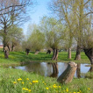 Elsteraue