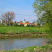 weiße elster